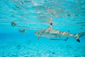 Sharks in Bora Bora